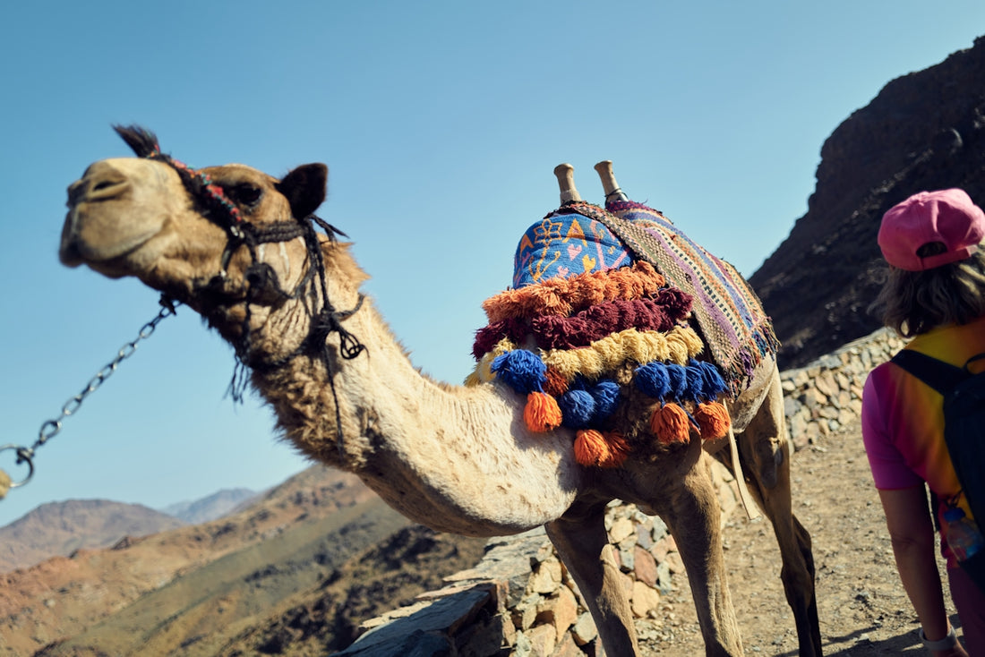 a camel with a saddle on its back