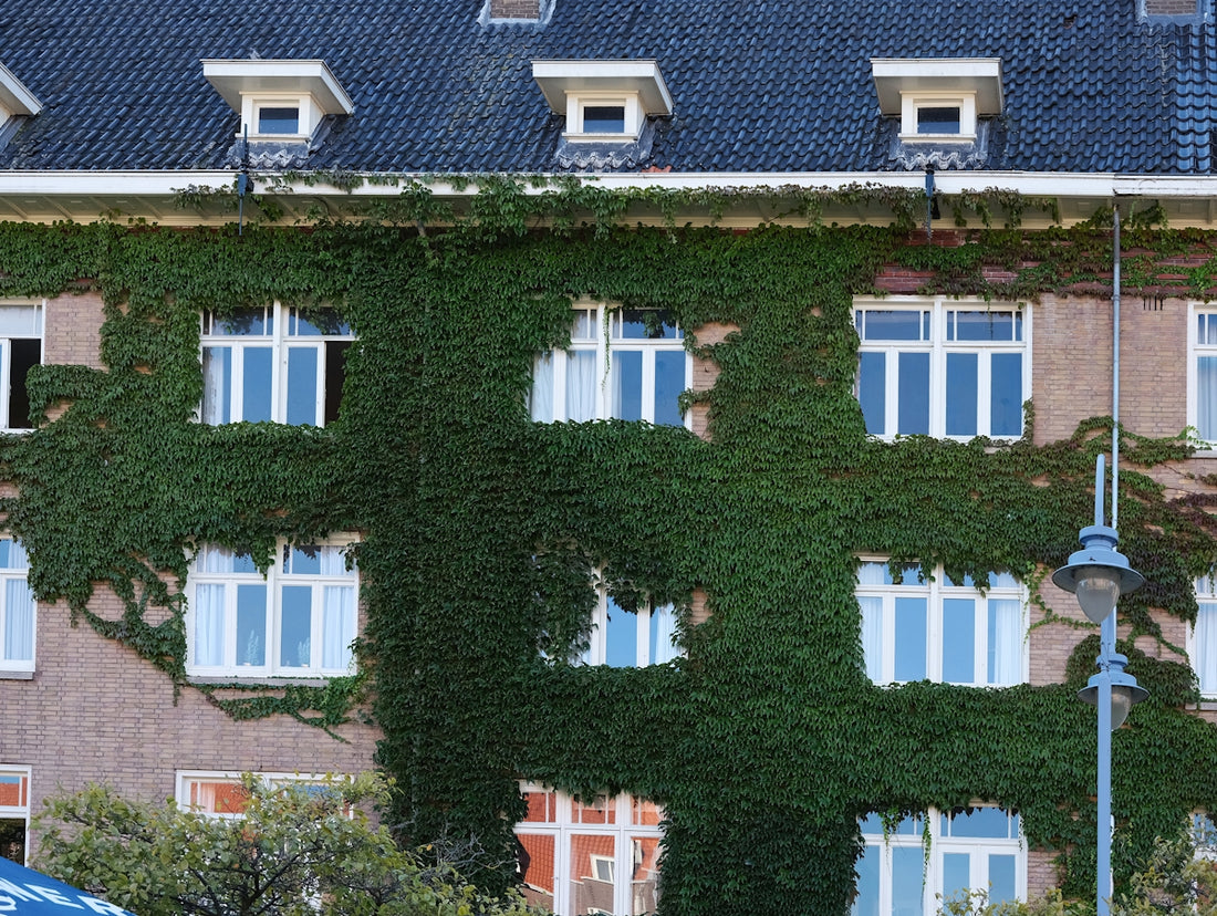 a building covered in vines with a blue umbrella