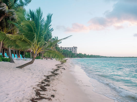 Palm trees and a sandy beach at sunset.